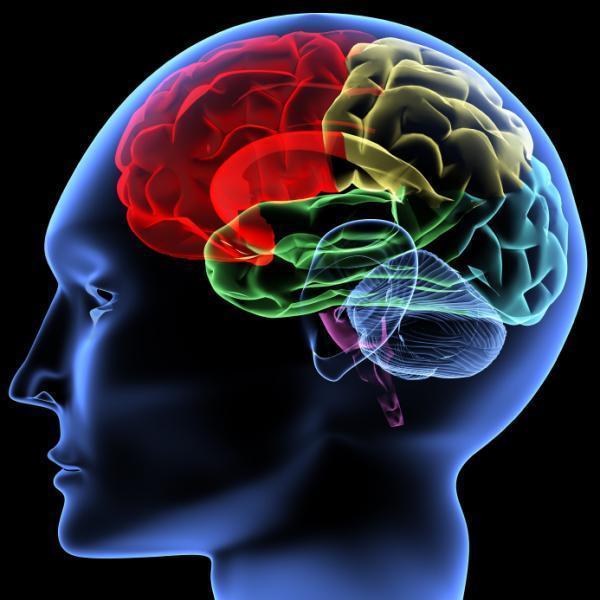 brain_clever_newtechnology_nyGPS
